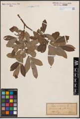 Foto von Salix cinerea L.